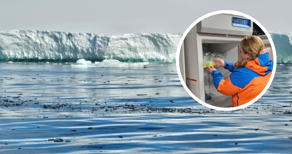Científica guardando el filtro en un freezer a -20°C para su posterior transporte hasta el laboratorio en Chile. | Paisaje antártico.