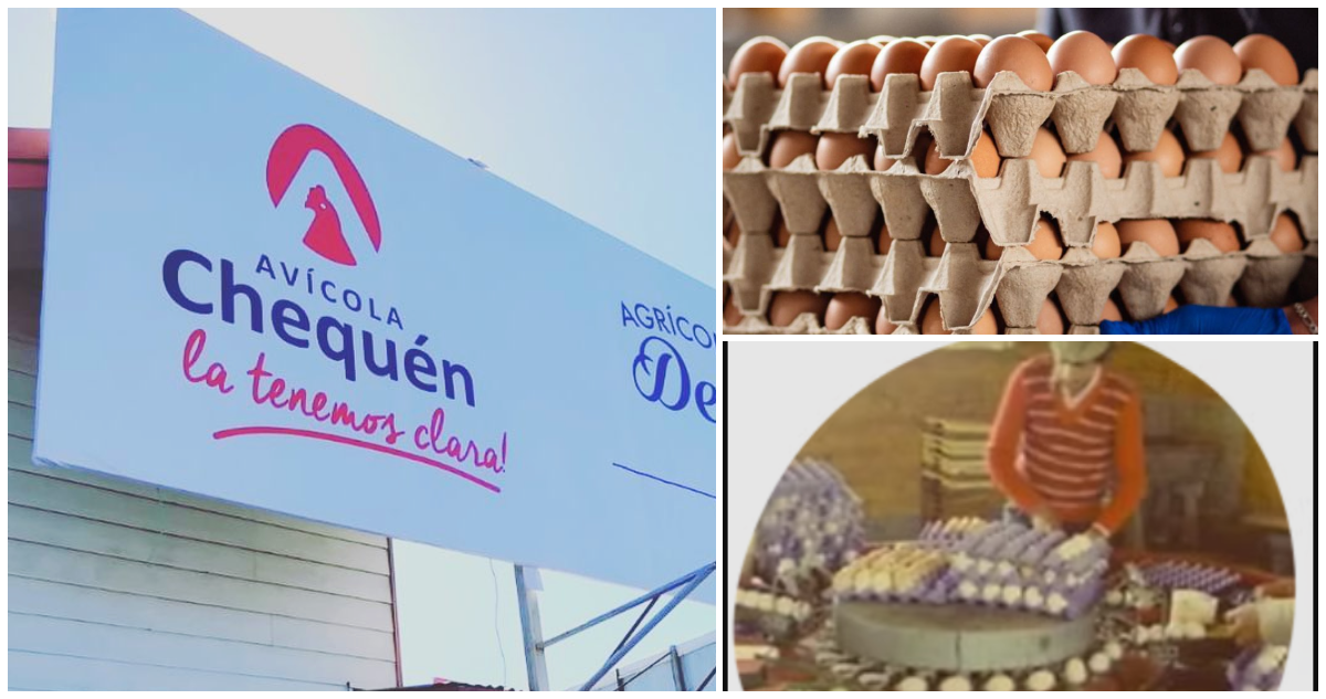Casi 70 años llegan a su fin: Chequén, una de las avícolas más antiguas de Chile, anuncia su cierre