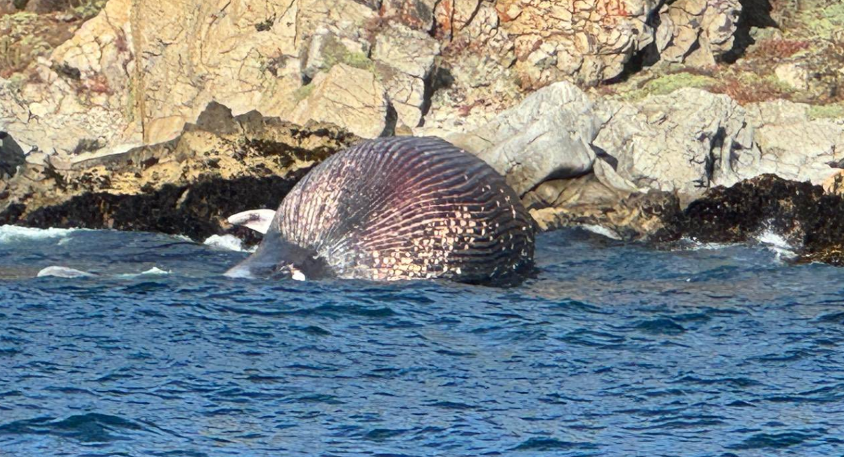 Captura de video | X (Twitter)