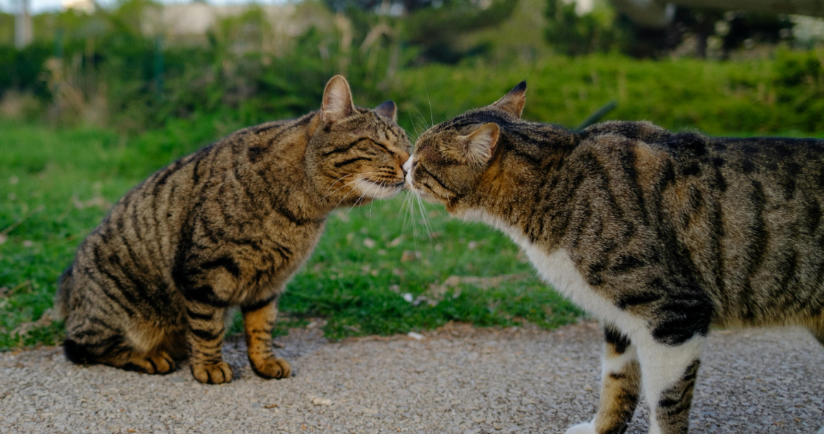 Gatos se dan un beso esquimal