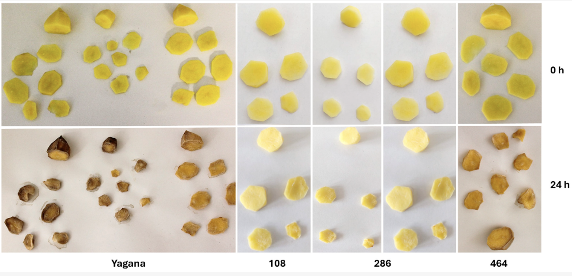 papa que se oxida más lento