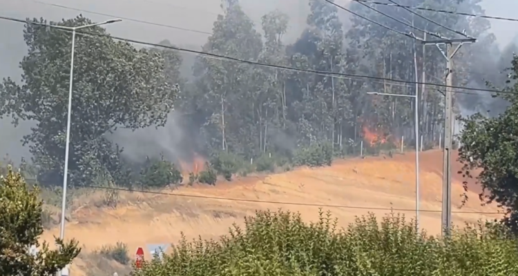 Por cercanía a zonas pobladas: declaran Alerta Roja por incendio forestal en Valdivia