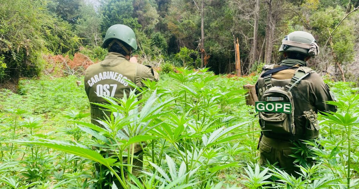 Operativo policial descubre platación ilegal con más de 2.400 plantas de cannabis en Vichuquén
