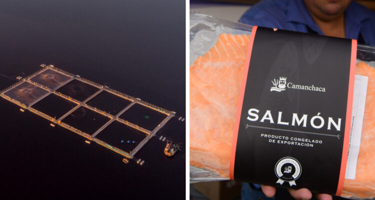 CEO de Camanchaca dice que las salmoneras soportaron casi “cuatro años de acoso” del gobierno de Boric
