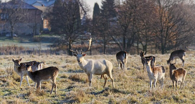 Foto de un grupo de ciervos para ilustrar nota sobre los ciervos en Reino Unido