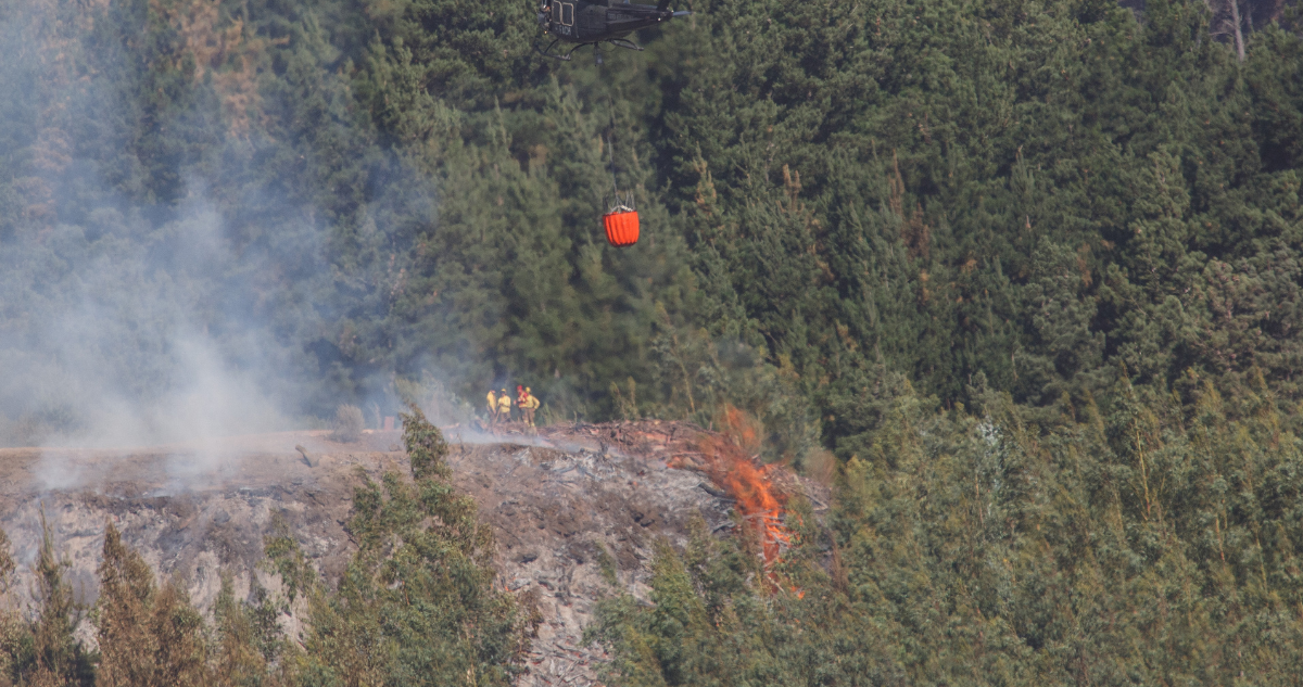 Cifran en 280 hectáreas siniestradas en Parque Nacional Nonguén: restauración tardaría más de 10 años
