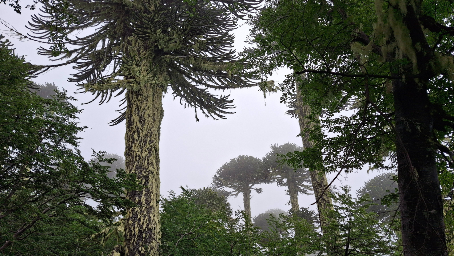 Conaf inicia acciones legales por tala de 22 araucarias en sendero ilegal al Parque Villarrica