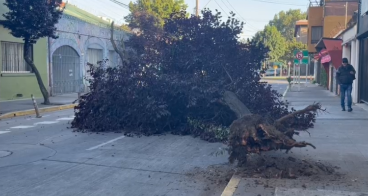 Concepción: caída de gran árbol en Ongolmo mantiene tránsito cortado en dirección hacia Los Carrera