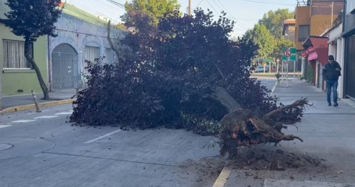 Concepción: caída de gran árbol en Ongolmo mantiene tránsito cortado en dirección hacia Los Carrera