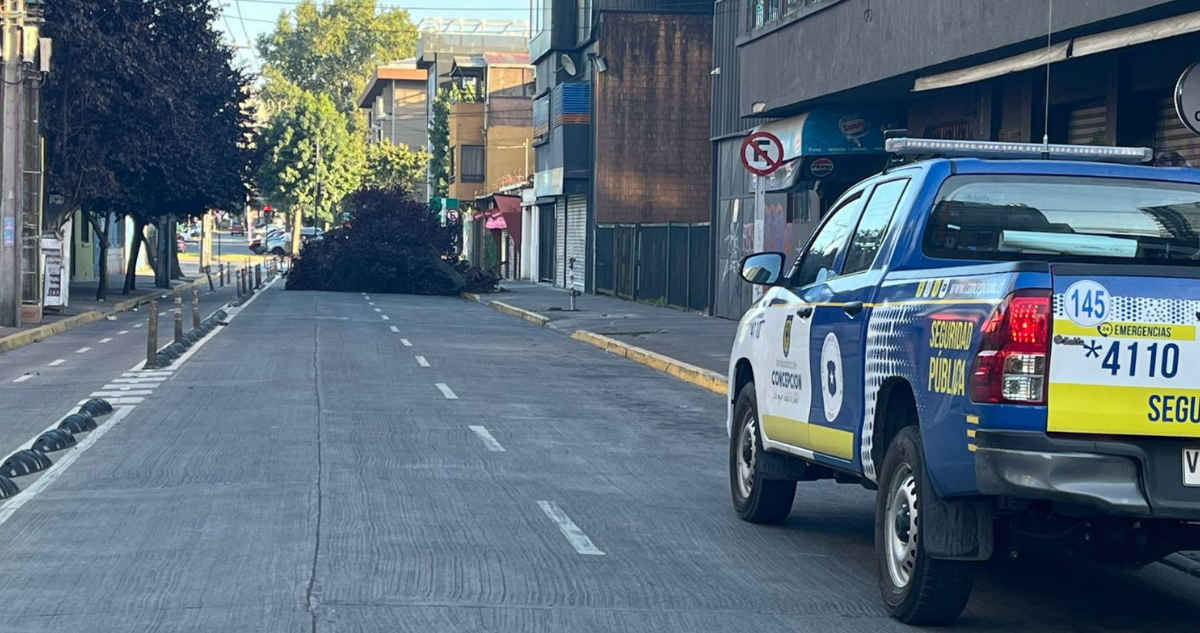 Árbol caído en centro de Concepción