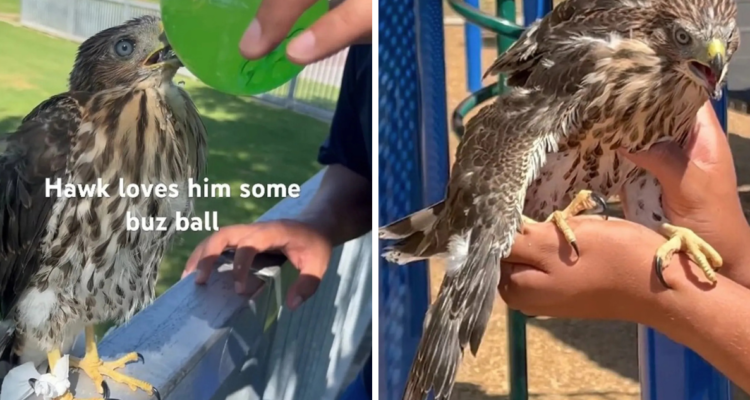 Por crueldad animal: condenan a joven de 25 años por dar alcohol a halcón en EEUU