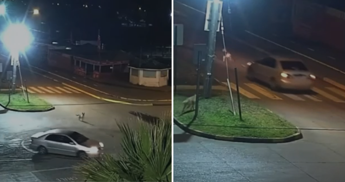 Conductor atropelló a perro comunitario en Playa de Arauco y huyó: can fue eutanasiado