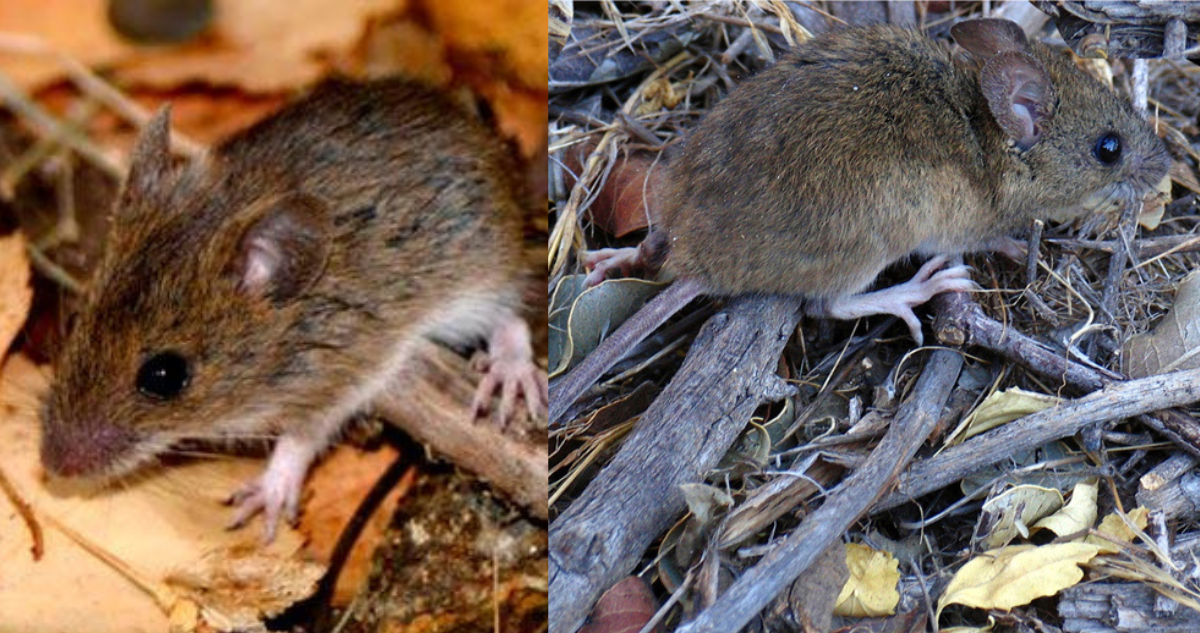 Cuáles son los síntomas de un contagio de Hantavirus y cómo progresa la enfermedad