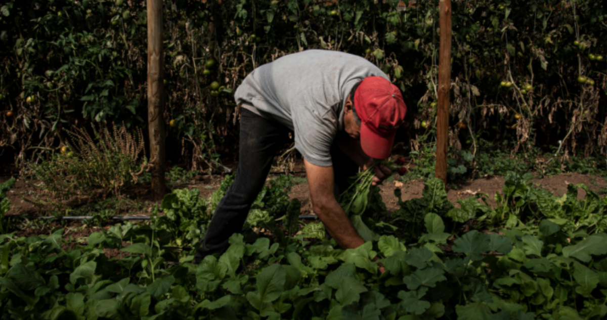 Gobierno evalúa medidas a agricultores afectados por incendios y lluvias en La Araucanía