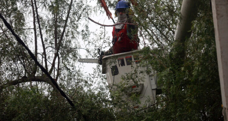 Municipio de Valparaiso refuerza poda de árboles tras muerte de joven por caída de uno