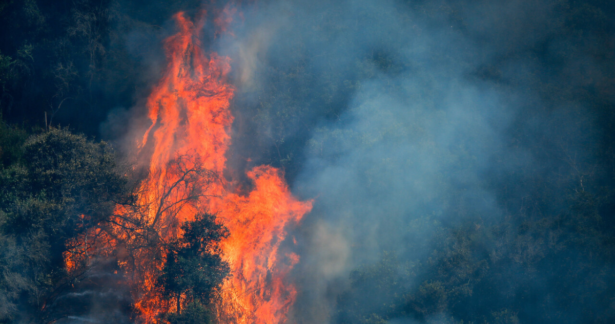 Declaran Alerta Roja para la comuna de San Nicolás por incendio forestal: 350 hectáreas afectadas
