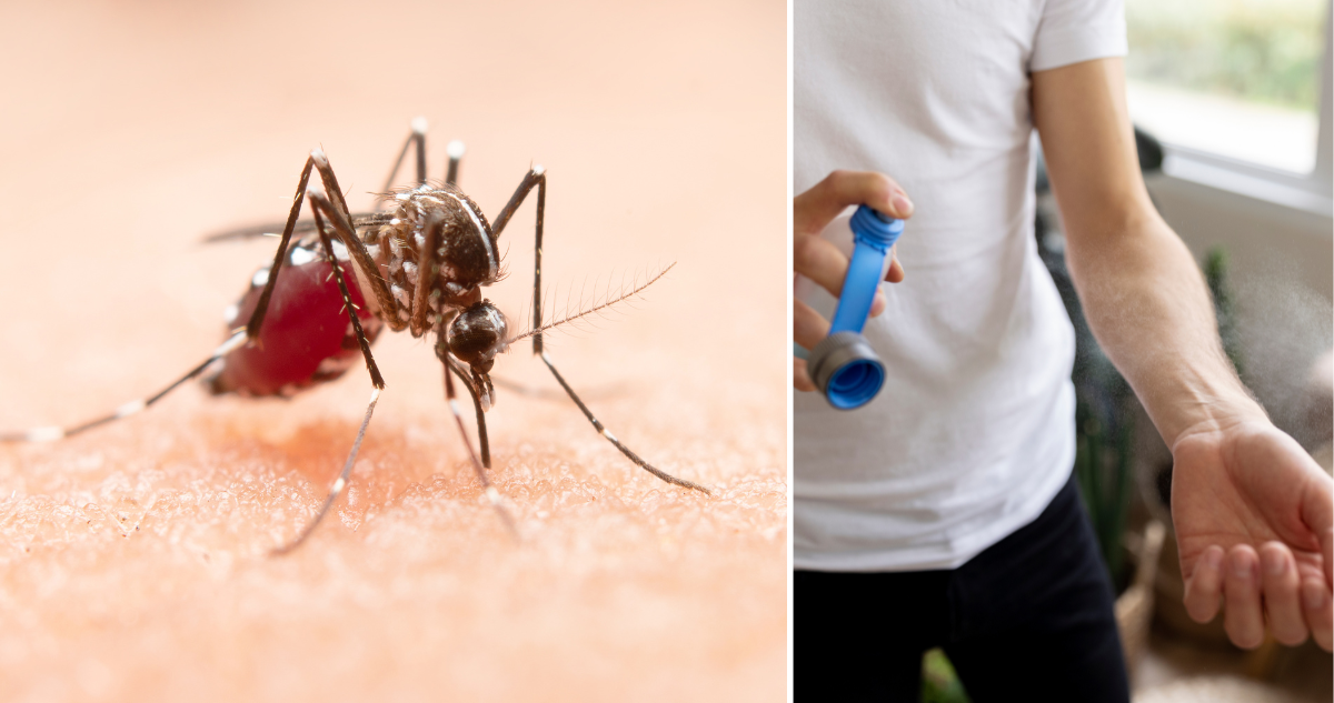 Dengue en Chile: cómo identificar al mosquito transmisor, síntomas y medidas para evitar un contagio