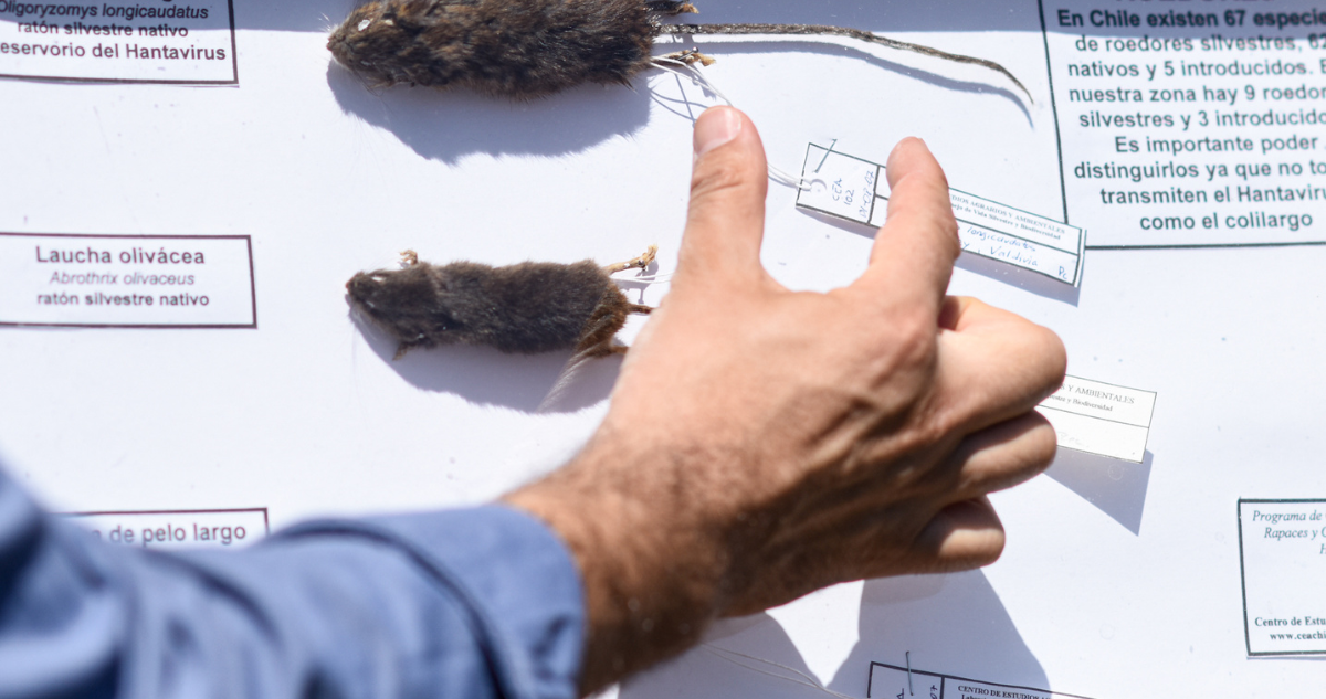 Seremi de Salud de Los Ríos confirma primer fallecido por Hantavirus en la región