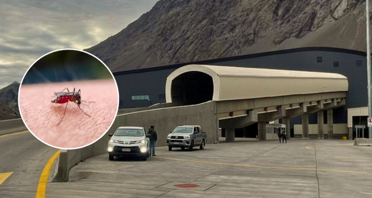 Minsal confirma que mosquito hallado en Paso Los Libertadores es un vector del dengue