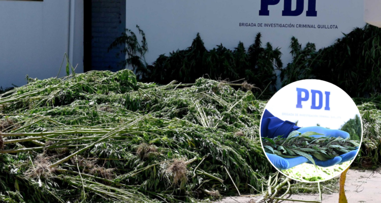Casi 900 plantas marihuana y 2 invernaderos desbaratados deja operativo de la PDI en Quillota