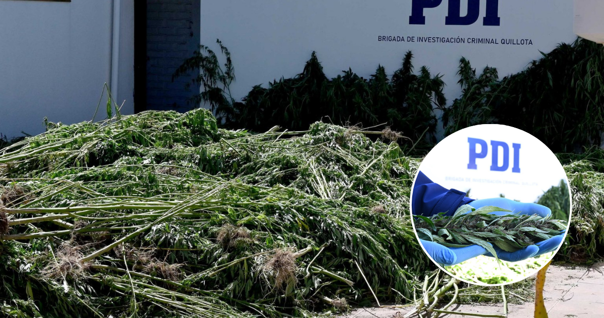 Casi 900 plantas marihuana y 2 invernaderos desbaratados deja operativo de la PDI en Quillota