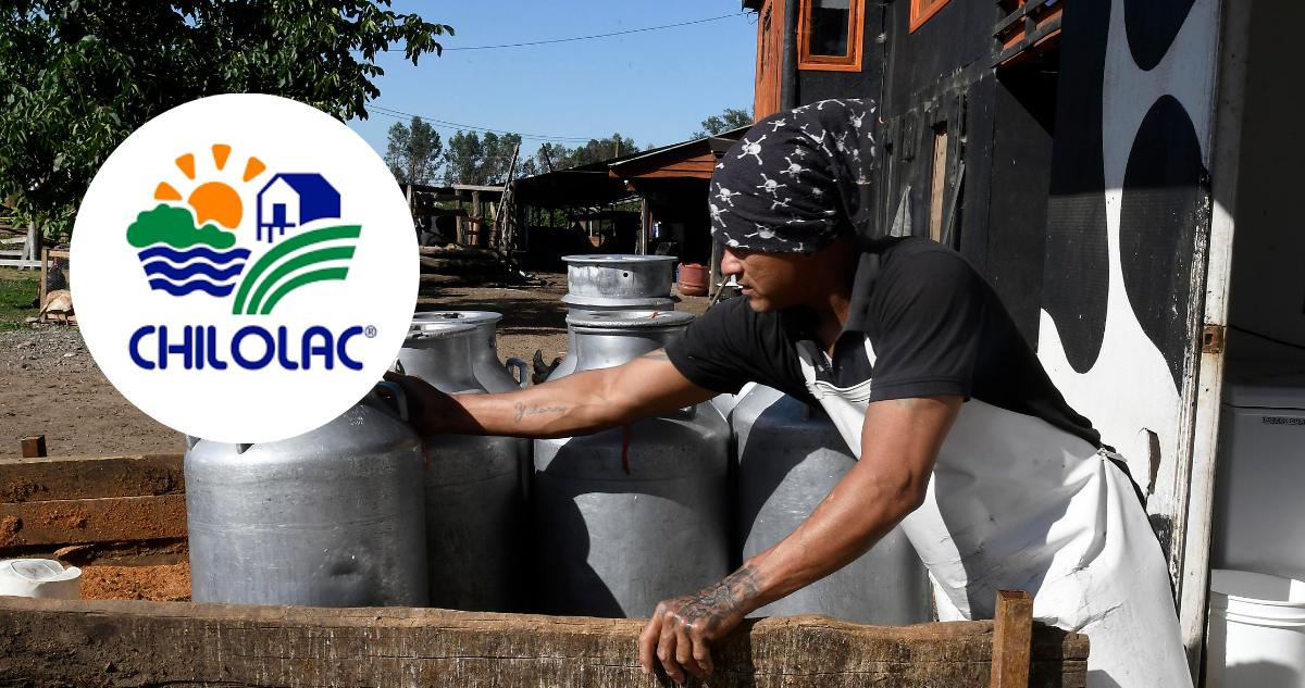 Fedeleche advierte retroceso en lechería chilota tras cierre de Chilolac: afecta a productores locales