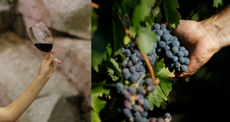 Valle de Colchagua celebra sus 30 años de historia en Fiesta de la Vendimia: conoce fechas y novedades
