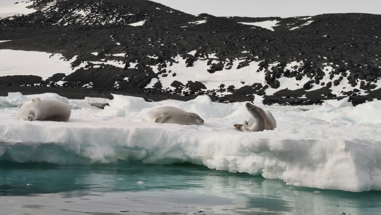Paisaje antártico: focas
