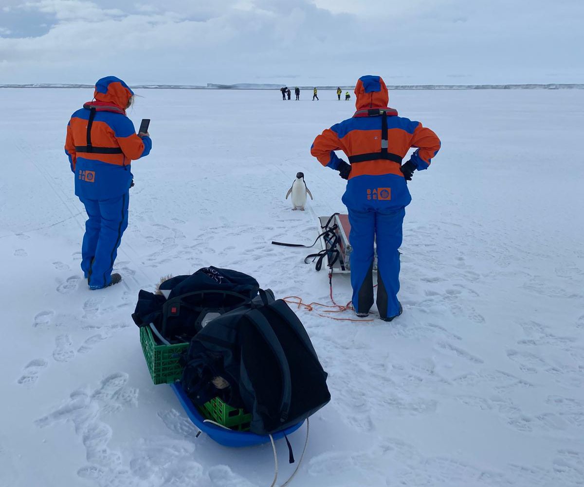 Un pingüino se acercó al área de trabajo y detuvo momentáneamente el muestreo.
