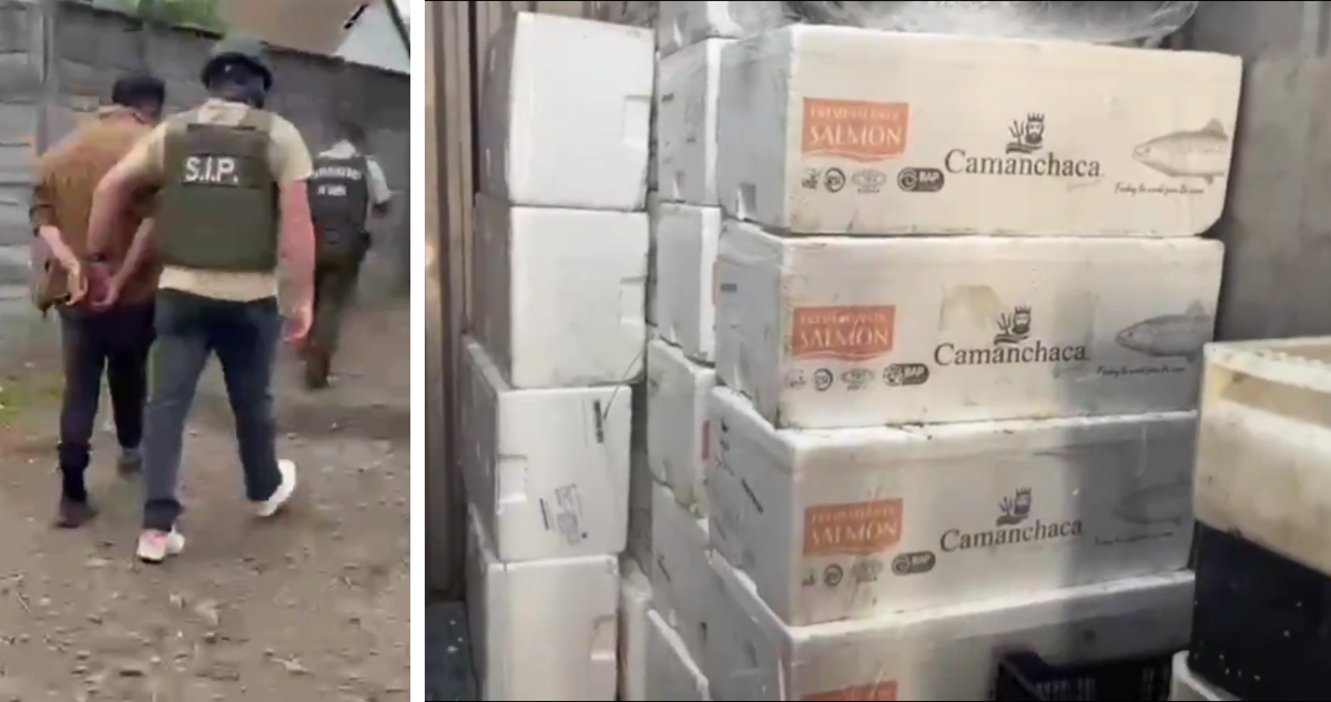 Temuco: desbaratan planta procesadora clandestina e incautan más de 2 toneladas de pescados