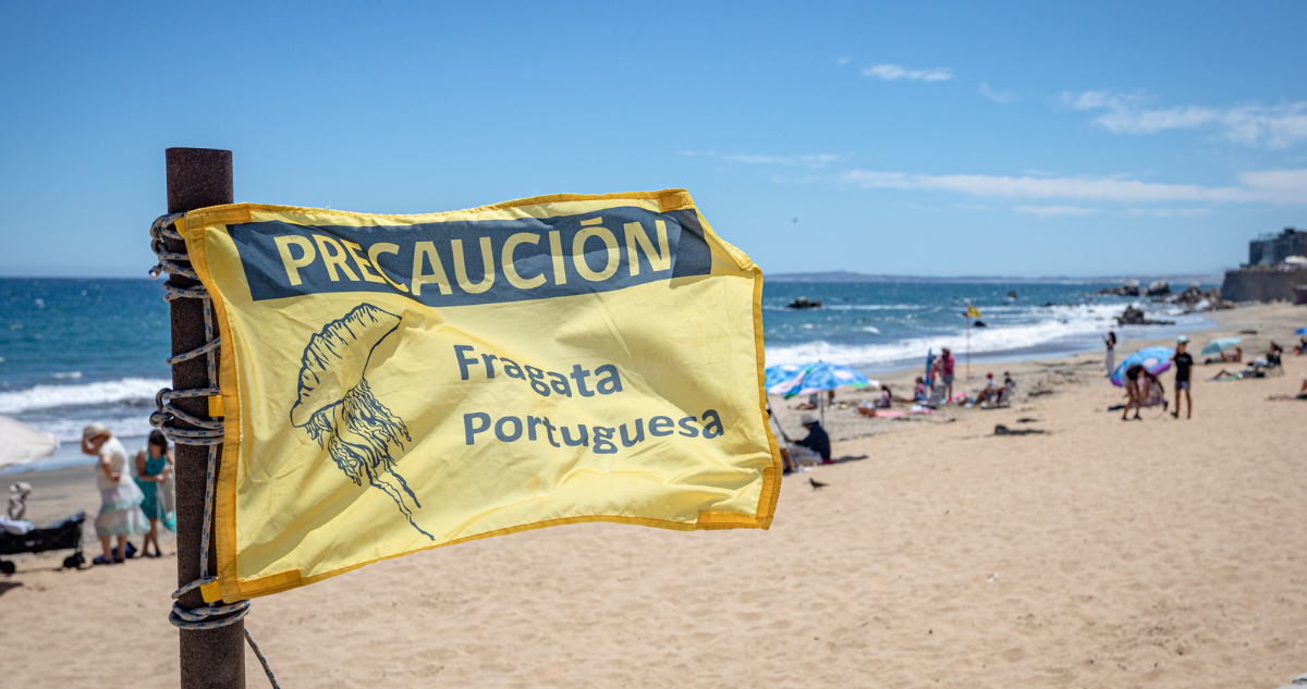 Prohíben baño en cuatro playas de Santo Domingo por presencia de fragata portuguesa
