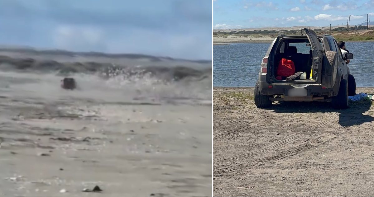Captan a conductor lanzando su 4×4 contra cientos de aves y aplastando idos en humedal de Quintero