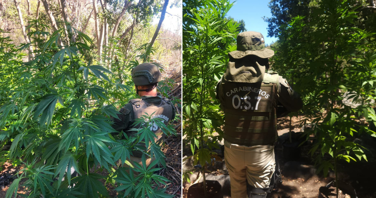 Decomisan más de 3 mil plantas de marihuana en Petorca: también hallaron droga procesada y municiones