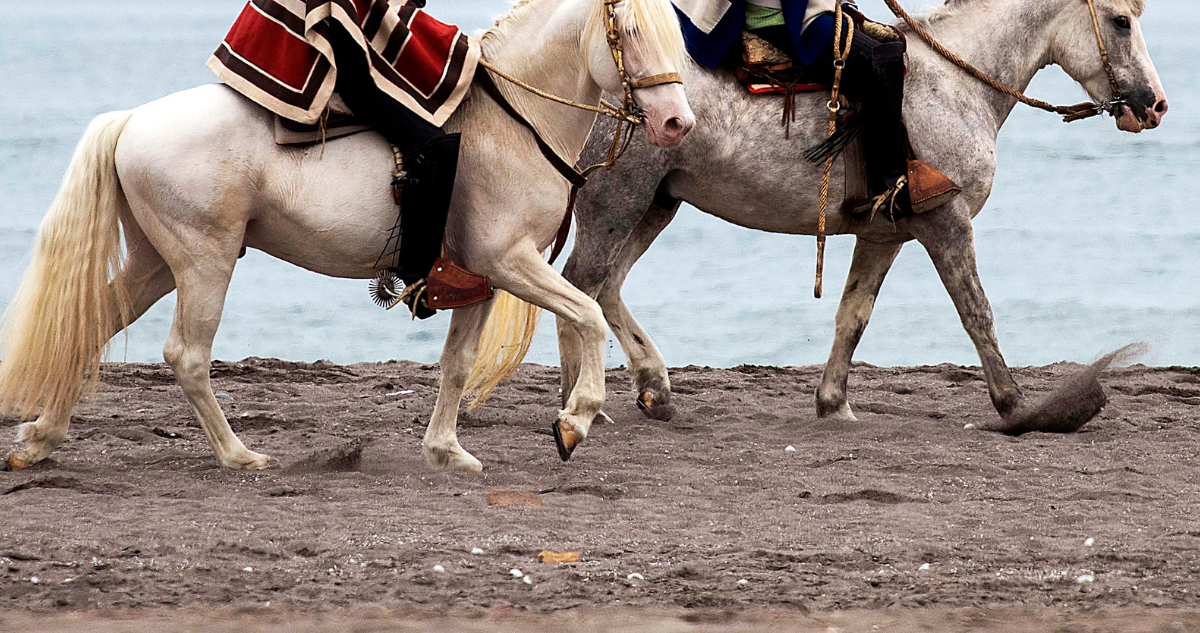 Mujer sufre caída desde caballo en medio de cabalgata conmemorativa en Putaendo