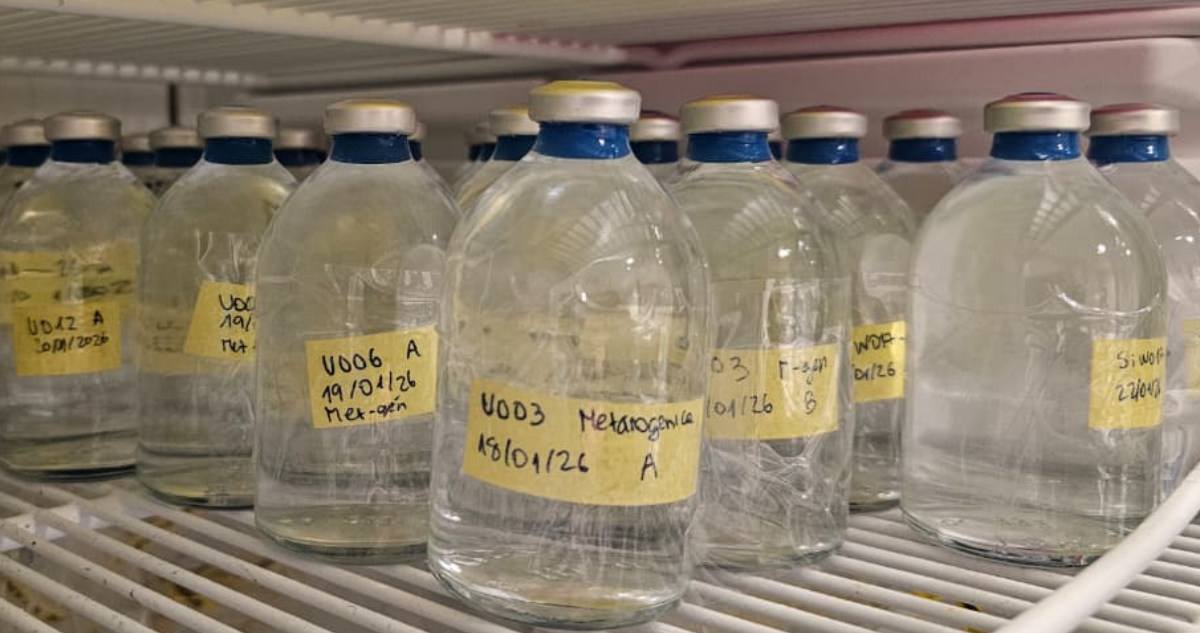 Botellas con muestras de agua incubadas a largo plazo para medir la producción o el consumo de metano.
