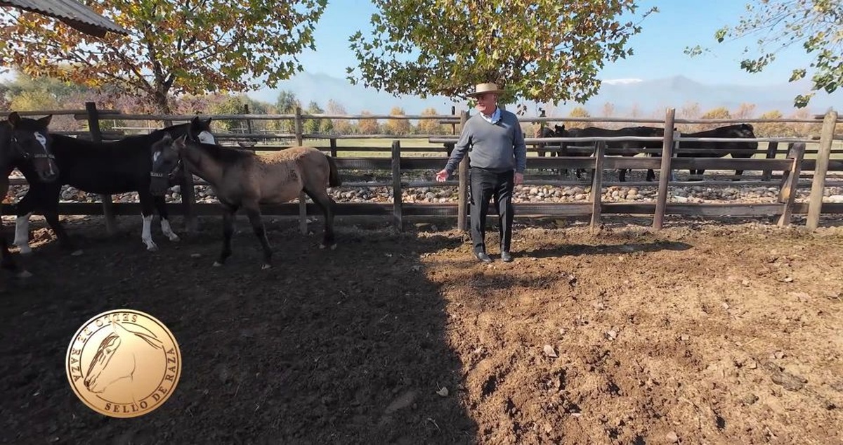 Sello de Raza: Criadero Aguas Claras de Paine