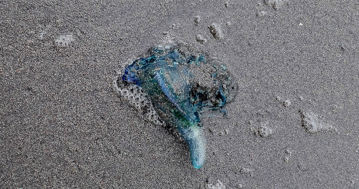 Fragata portuguesa región de Valparaíso