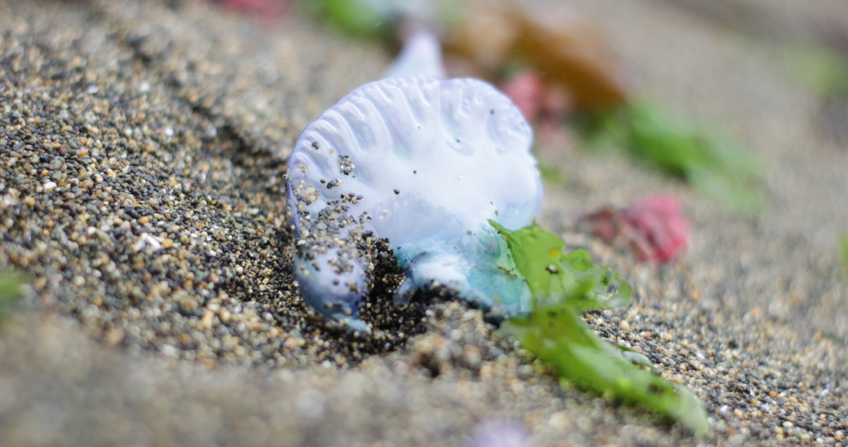 Fragata portuguesa en playas de El Quisco y Algarrobo