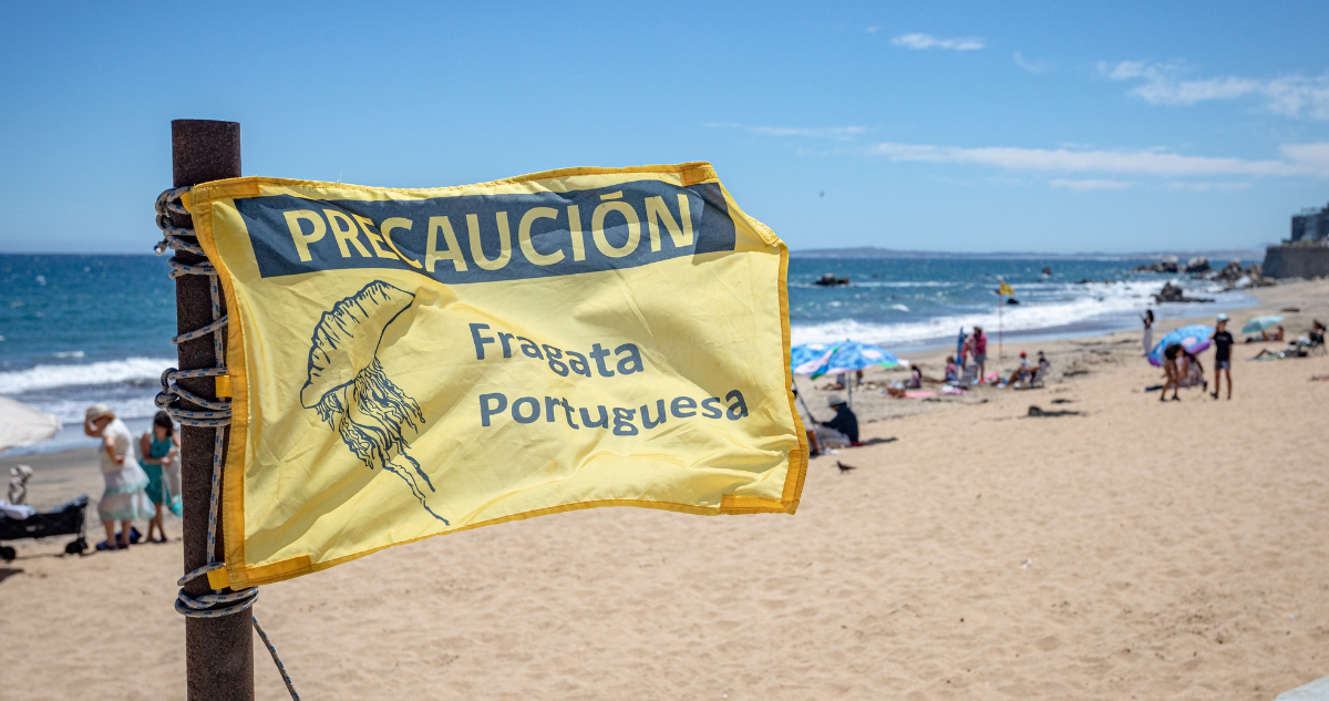 Qué hacer si te pica una fragata portuguesa: puede hacer daño viva o muerta, dentro o fuera del mar