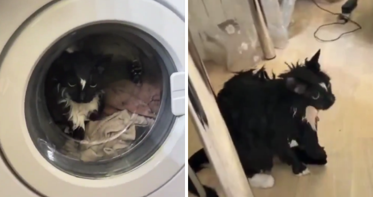 Mujer encendió su lavadora y no se dio cuenta que su gato estaba dentro