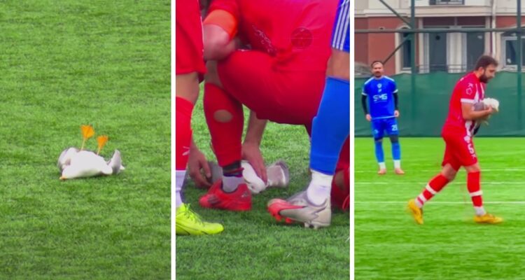 Gaviota cae inconsciente tras pelotazo y futbolista la reanima con RCP en medio de final en liga turca