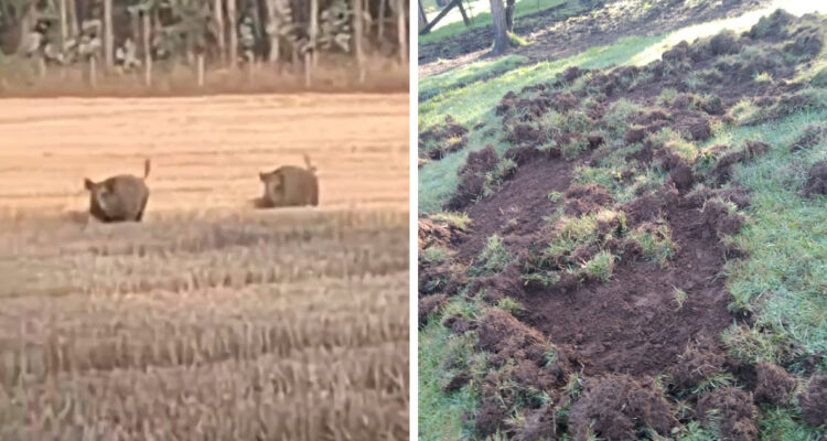Gobierno señala que se mantiene el permiso de caza de jabalíes en La Araucanía: son especie invasora