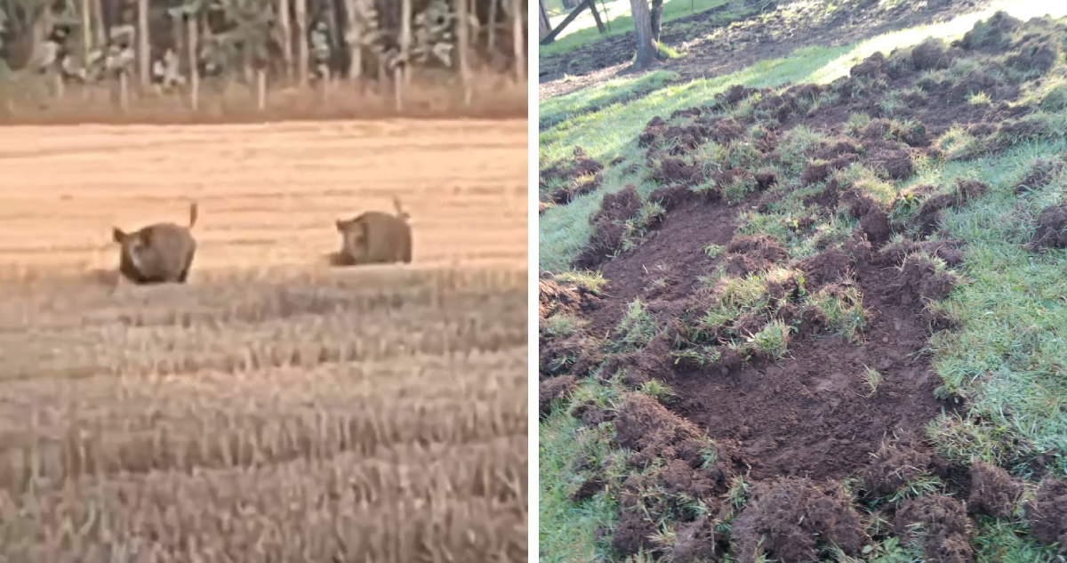Gobierno señala que se mantiene el permiso de caza de jabalíes en La Araucanía: son especie invasora