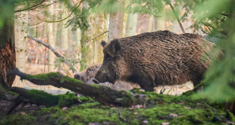 Gobierno señala que se mantiene el permiso de caza de jabalíes en La Araucanía: son especie invasora