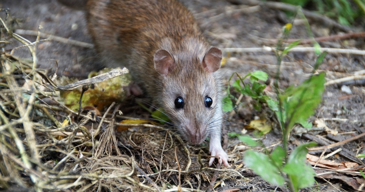 Muerte por hanta en Puerto Montt