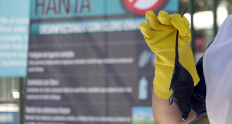 "En cinco días puede haber riesgo de muerte": Experto advierte del virus Hanta, síntomas y prevención