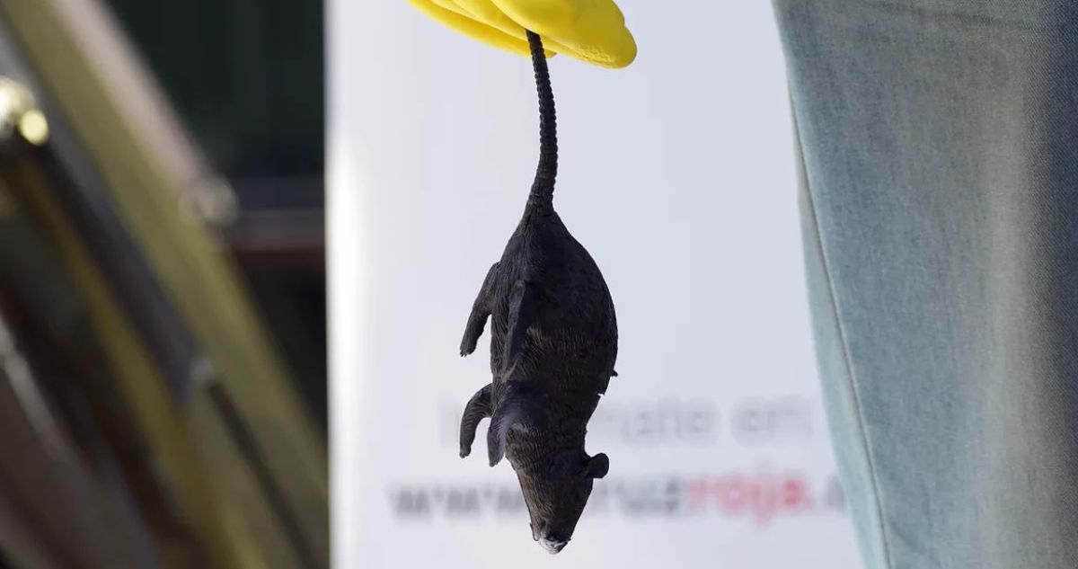 Confirman muerte de mujer por Hantavirus en Los Lagos: hay un tercer paciente hospitalizado