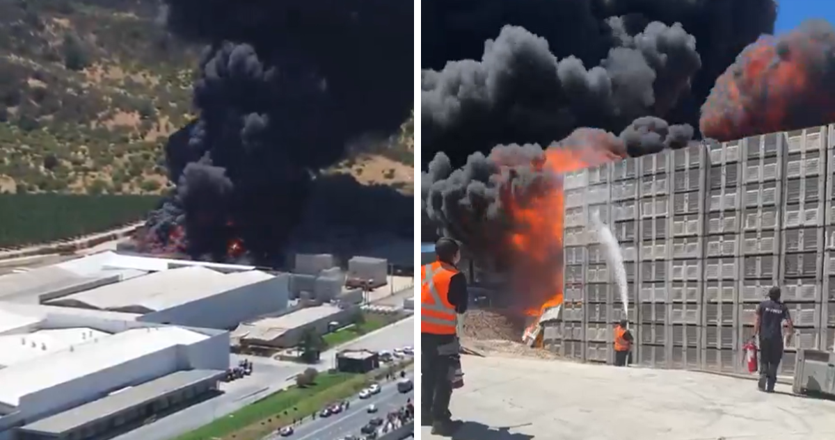 Incendio de gran magnitud afecta a planta Verfrut en Las Cabras: columna de humo llegaría a la RM