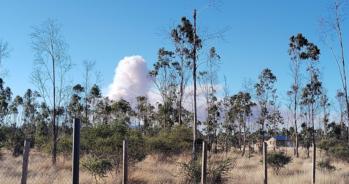 Incendio forestal en Ninhue