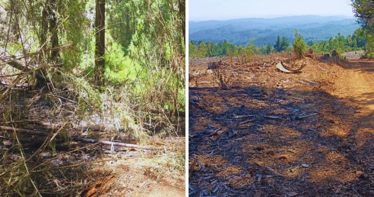 Justicia declaró inadmisible la querella por incendio que afectó al Parque Nonguén